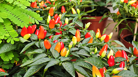 Agin games·(中国)有限公司官网