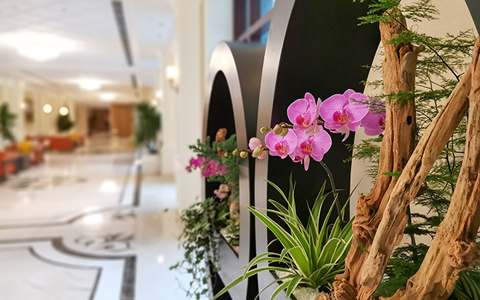 ����д��¥�칫��ֲ�����Ч�ͱ�׼