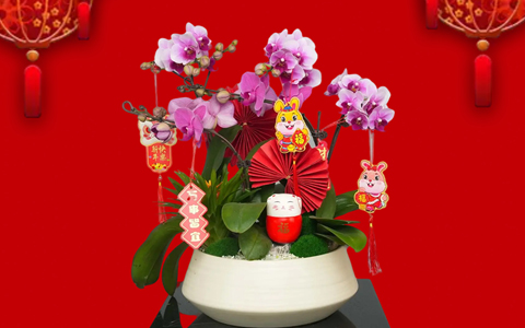 年花朵朵开 | Agingames园林新春年桔和年花开启预定