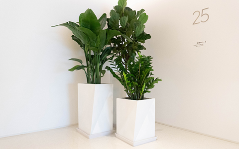 �̻������ô���Ǯ������ר������ά������ֲ�ﻨ��