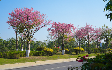 Agingames园林助力空港经济区市政蹊径绿化养护，，绽放冬日浪漫